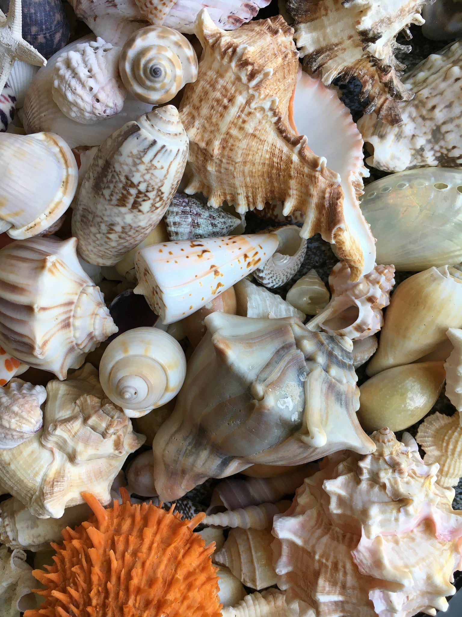 Lot of Handpicked Sea Shells for Decoration or Crafts Almost 3lbs on eBid  United States