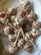 Load image into Gallery viewer, Snipe&#39;s Bill Murex 3 Pieces 2.5&quot;-3&quot; (Murex Haustellum) - Wedding decor - Seashells - Seashells Crafting - Seashells Bulk - Nautical - Beach!
