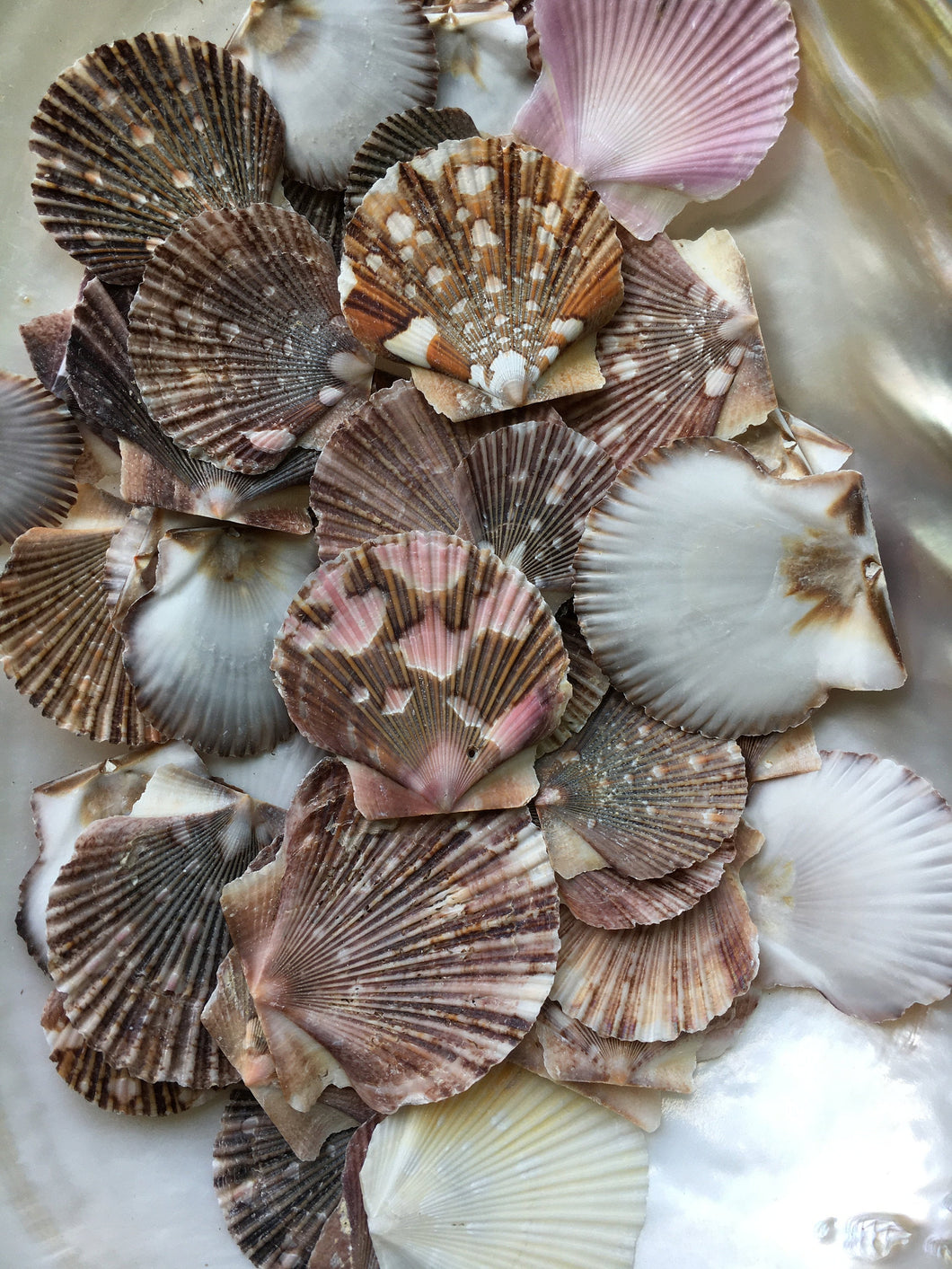Baby Flat Scallop Shell-Bulk - Seashell Supplies - Scallop Shells for Crafts - Flat Scallop - Pectin Shells - Wedding Decor - FREE SHIPPING!