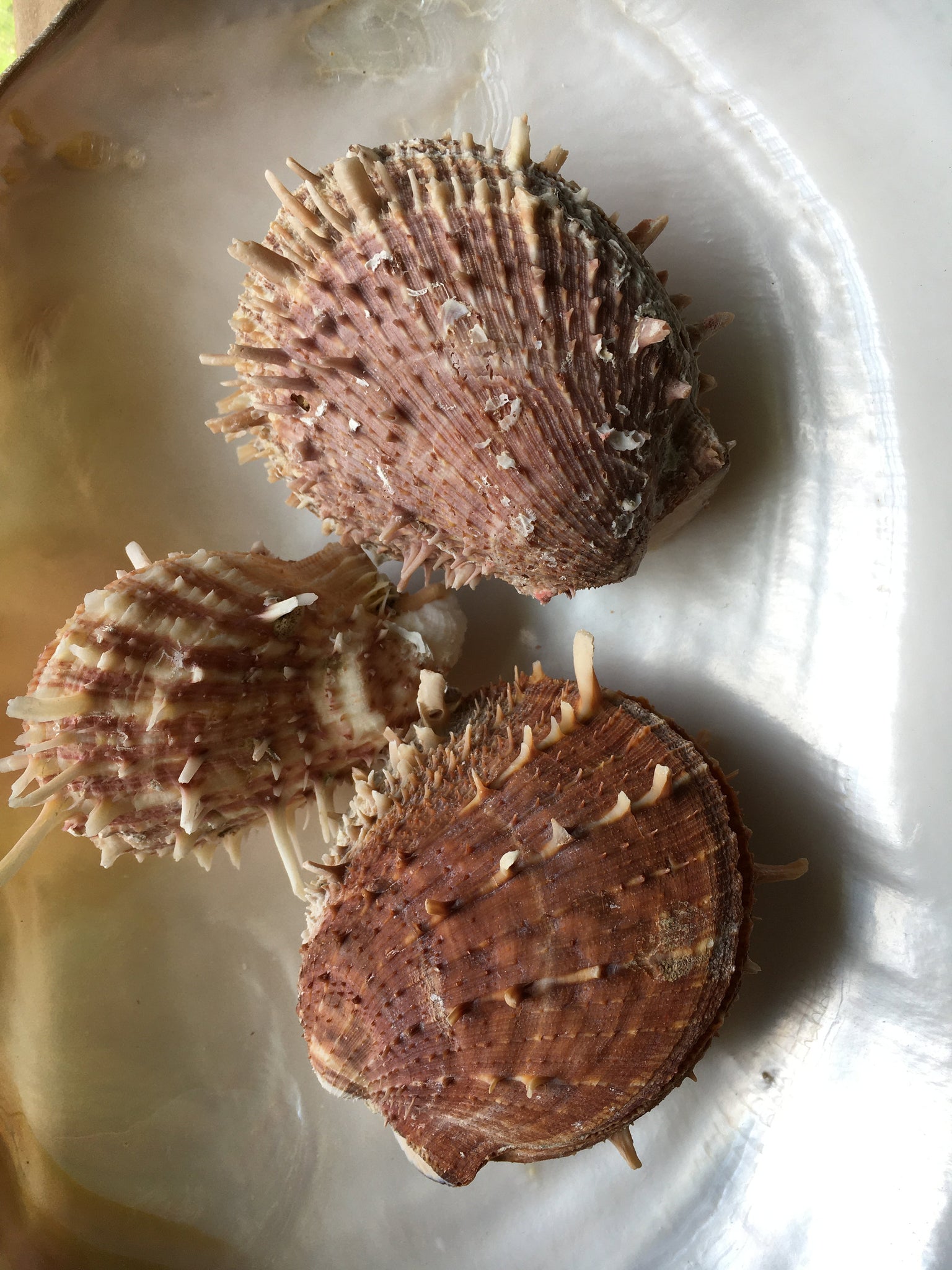 Spiny Oyster Pair assorted types 3