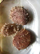 Load image into Gallery viewer, Spiny Oyster Pair assorted types 3&quot; to 4&quot; Sea Shell - Spondylus Oyster - Thorny - Spiny - Oyster- Shells - Home Decor
