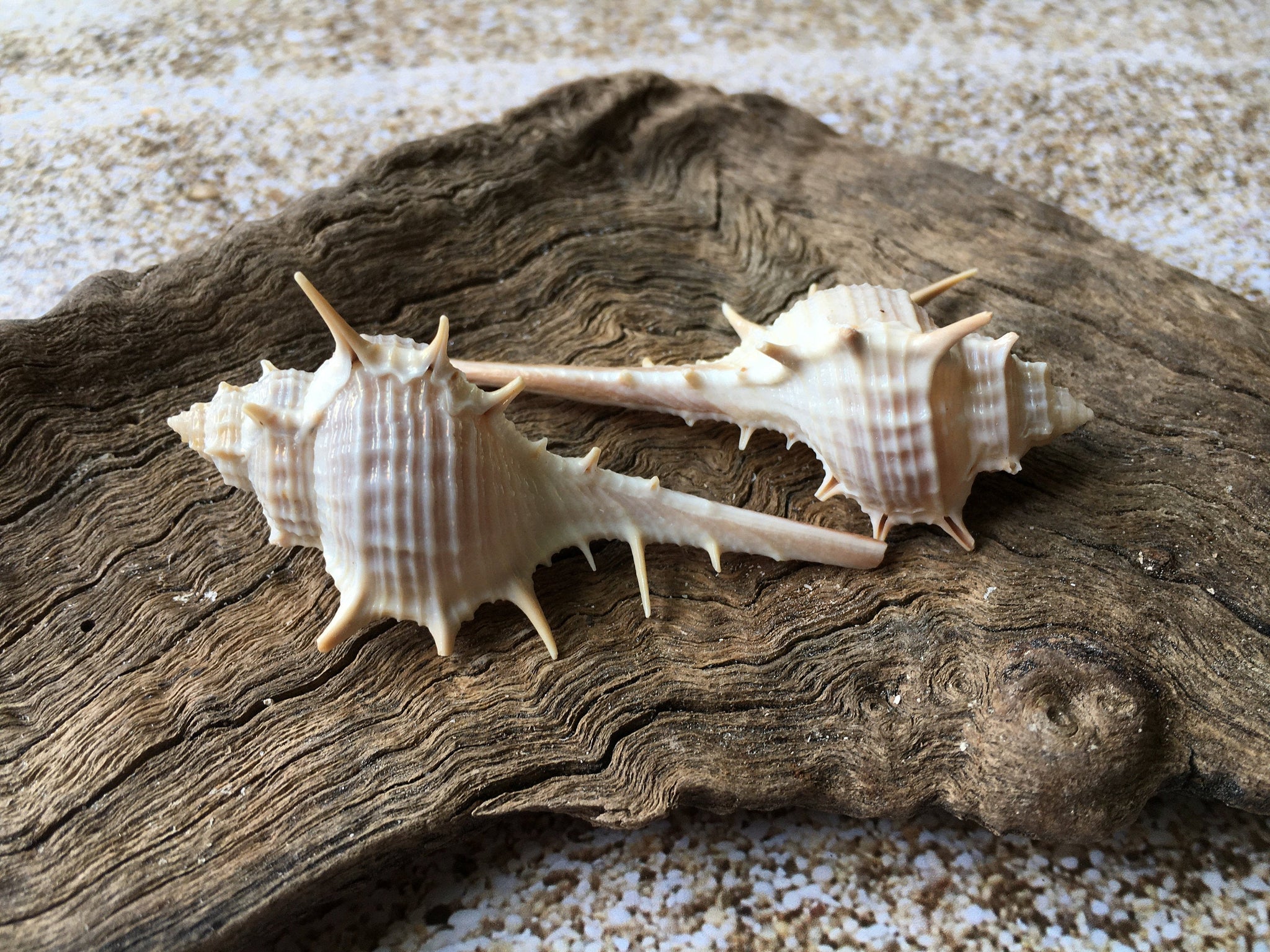 Murex Turnispina 2-3 (2 Shells) - Murex-Sea Shells for Crafting - Be –  Florida Shells And More