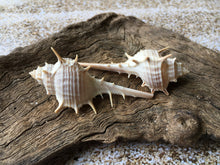 Load image into Gallery viewer, Murex Turnispina 2&quot;-3&quot; (2 Shells) - Murex-Sea Shells for Crafting - Beach Wedding Decor - Large Shells - Collectors Shells - FREE SHIPPING!
