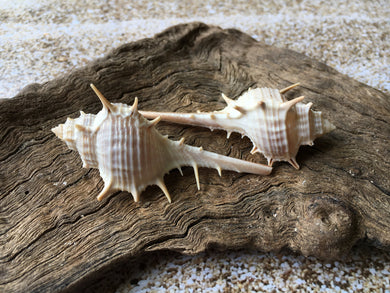 Assorted Sea Shell Mix, Beach Wedding Decor, Sea Shells Bulk, Assorted –  Florida Shells And More