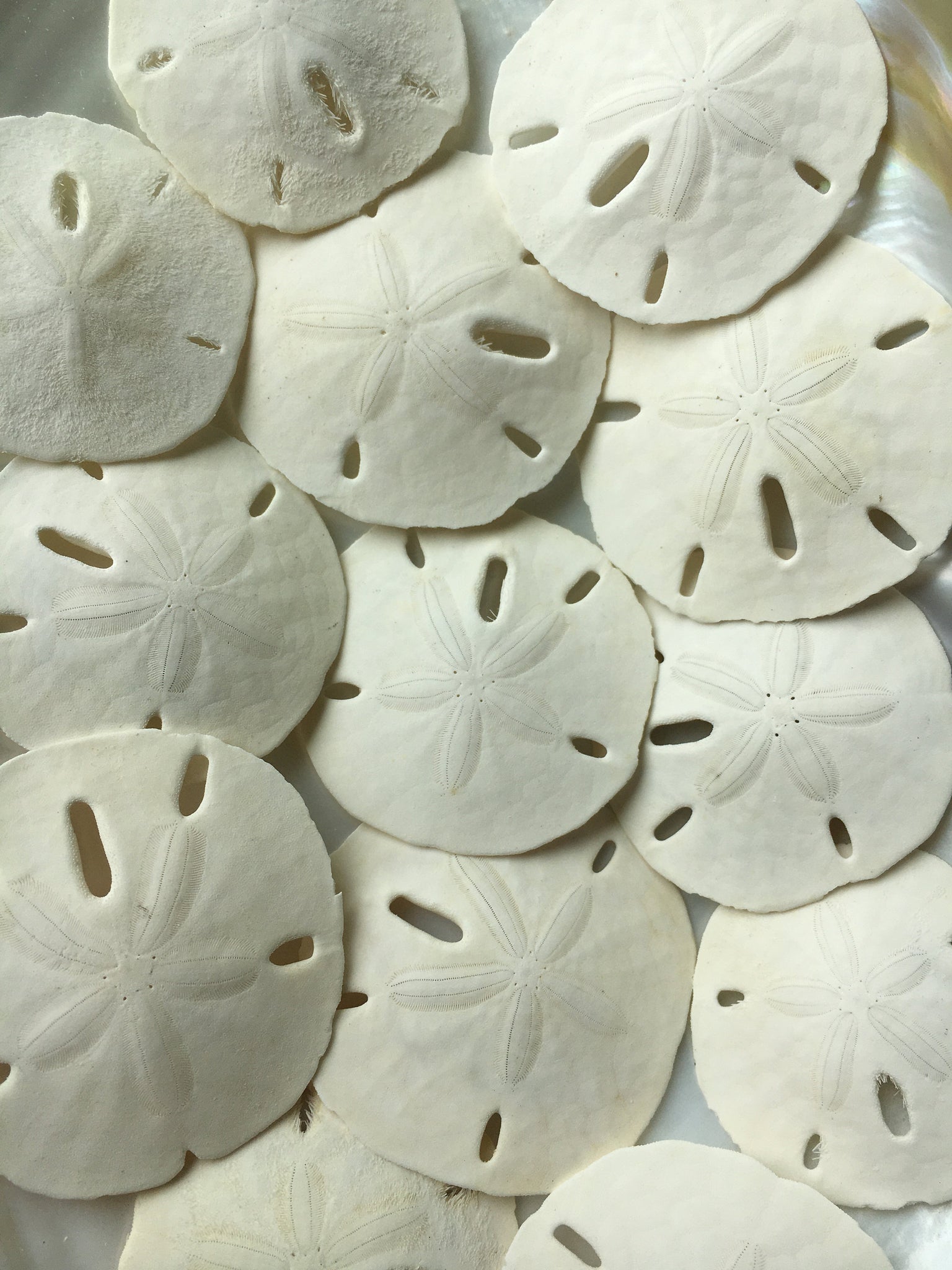 All Products - Sand Dollars - www.