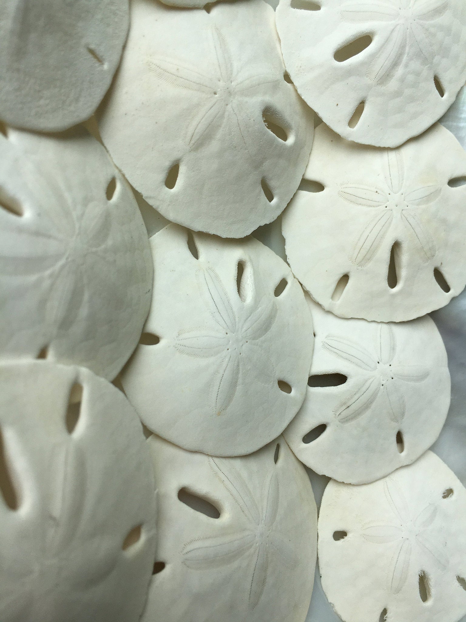 Capiz Shells Round 1 - Flat shells - Natural Cream Capiz - Beach