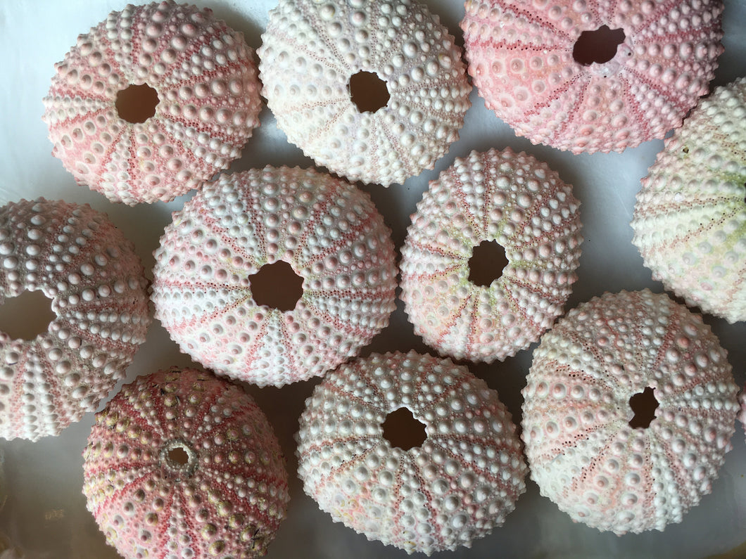 Pink Sea Urchins 1