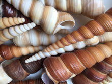 Load image into Gallery viewer, Brown Turritella Shells, Sea Shell Crafts, Beach Cottage Decor - Beach Wedding Decor - Beach - Sea Sells Bulk - Sea Shells - FREE SHIPPING!
