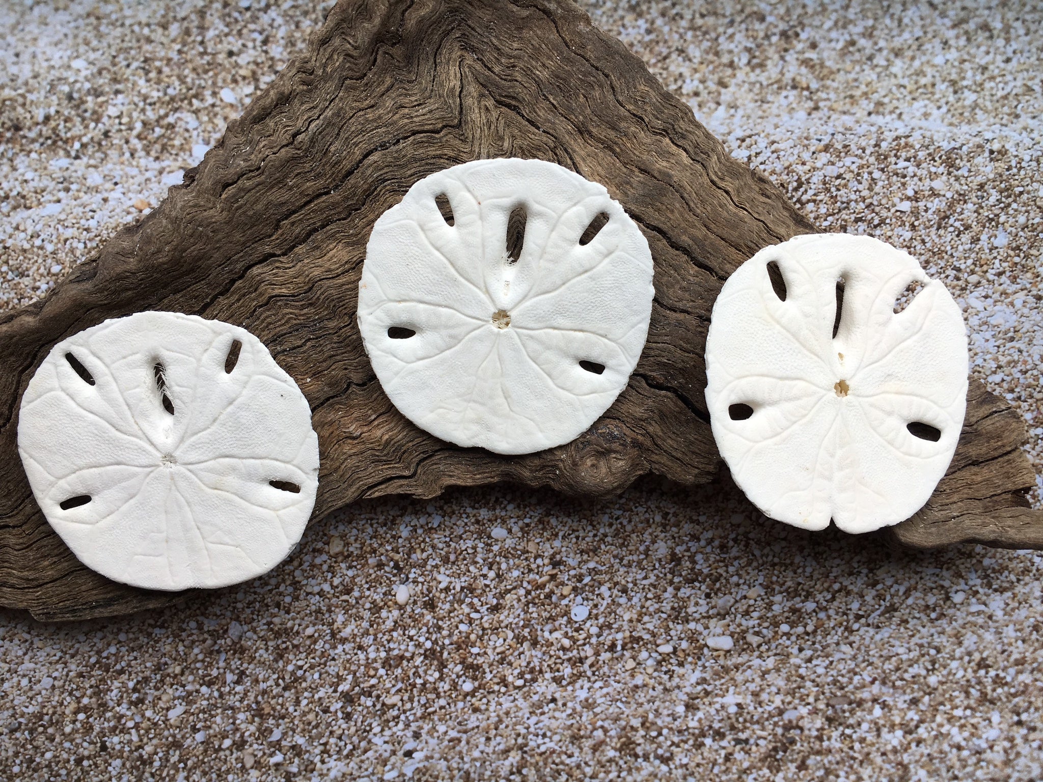 Sand Dollars 3-3.5 - 15pcs - Wedding Seashell Sand Dollar for Crafts - Bulk Sandollars Hand Picked and Packed by Tumbler Home in Florida