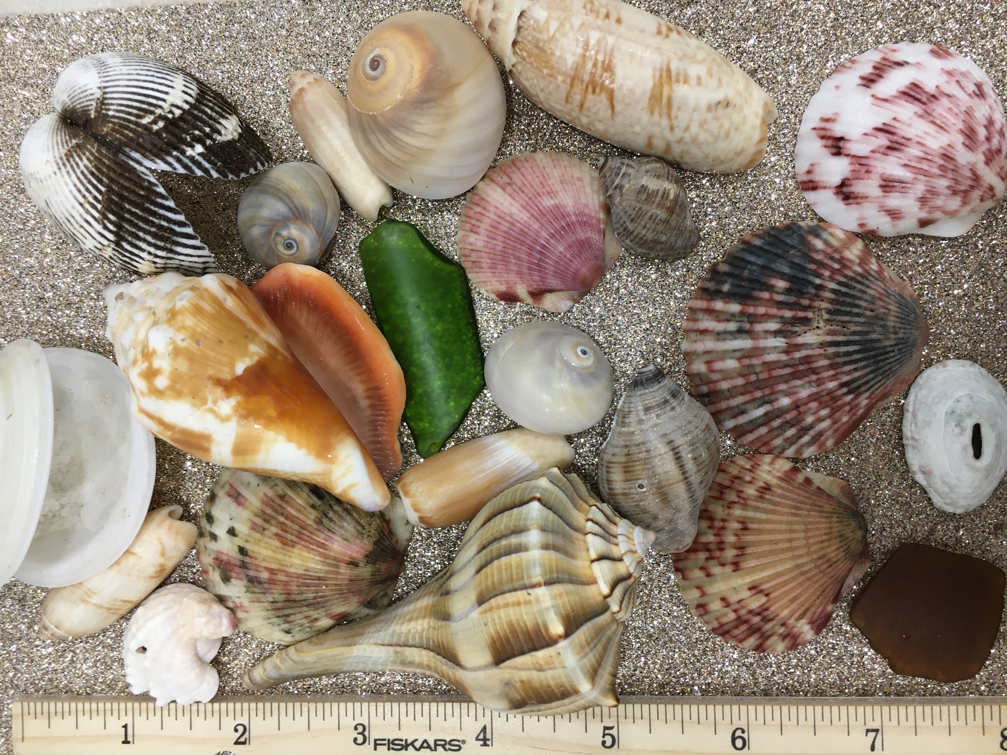 Assorted Seashells Handpicked from Florida, Sea Glass, Mixed 1/2 Pound –  Florida Shells And More