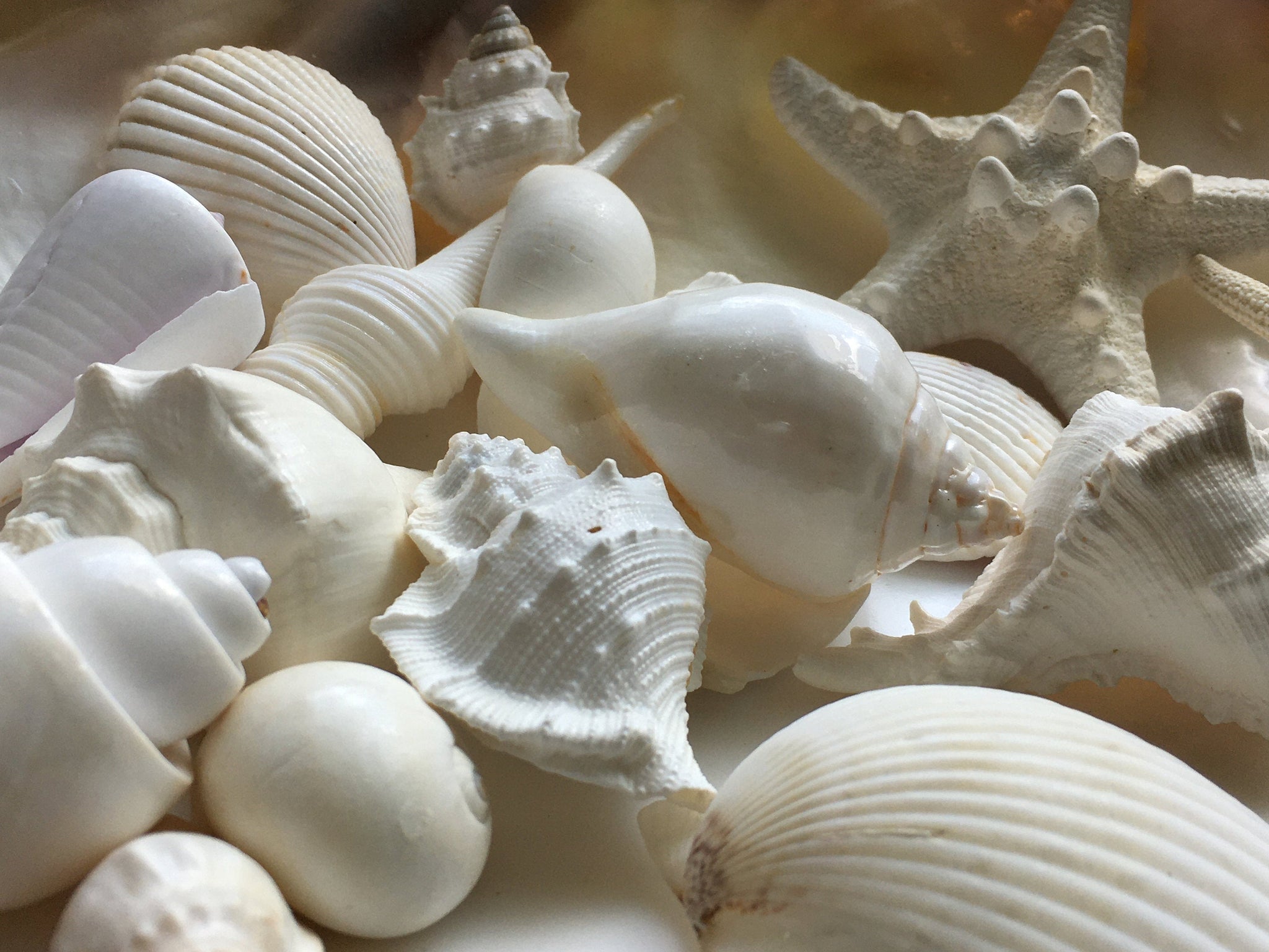 Sea Shells - Real Mixed Beach Seashells - White Decorative Assorted  Seashell Décor - 1 Pound - Sea Shells Bulk - Seashell Wedding - Shells for  Crafts - Seashell…