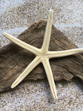 Load image into Gallery viewer, Pencil Starfish 4&quot;-6” White Finger Starfish - Craft Supplies - Beach Decor - Beach Wedding Decor/Favor - White Starfish - FREE SHIPPING!
