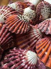 Load image into Gallery viewer, Pallium Pectin Pairs - Seashell - Natural Seashell - Paired Seashells - Beach - Colorful Scallop Pectin Seashell Pairs - FREE SHIPPING!

