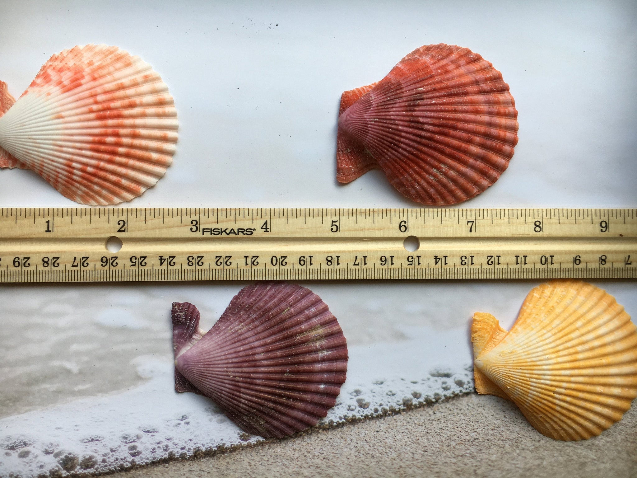 XL Colored Pectin Shells 2