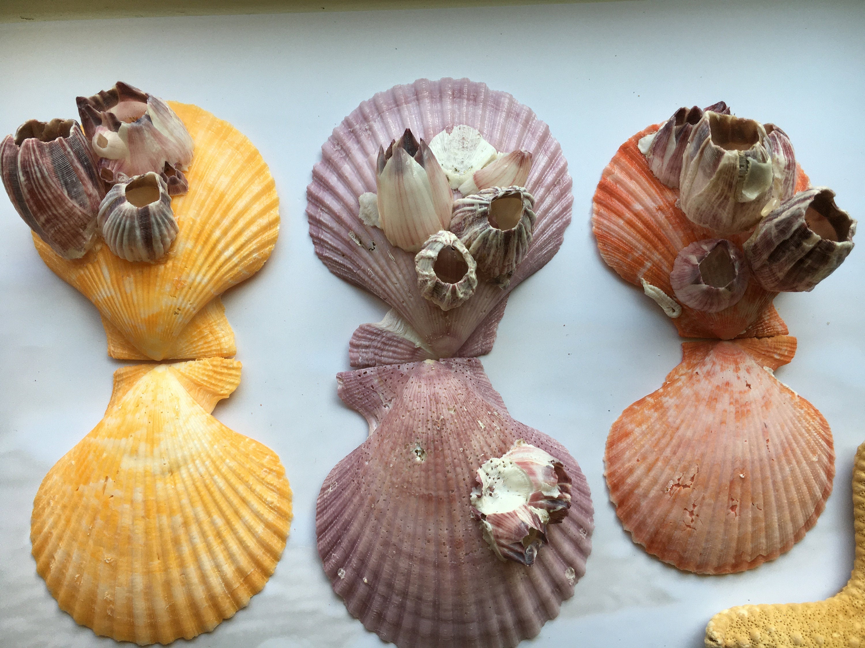 Large Colored Pectin Shell Pairs w/ Barnacles 2.5