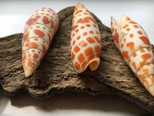 Load image into Gallery viewer, Mitra Mitra 2&quot; - 3&quot; Episcopal Miter Shells - Orange Shell - Wedding Decor/Favors -  Shells - Seashells - Crafting Shells - FREE SHIPPING!
