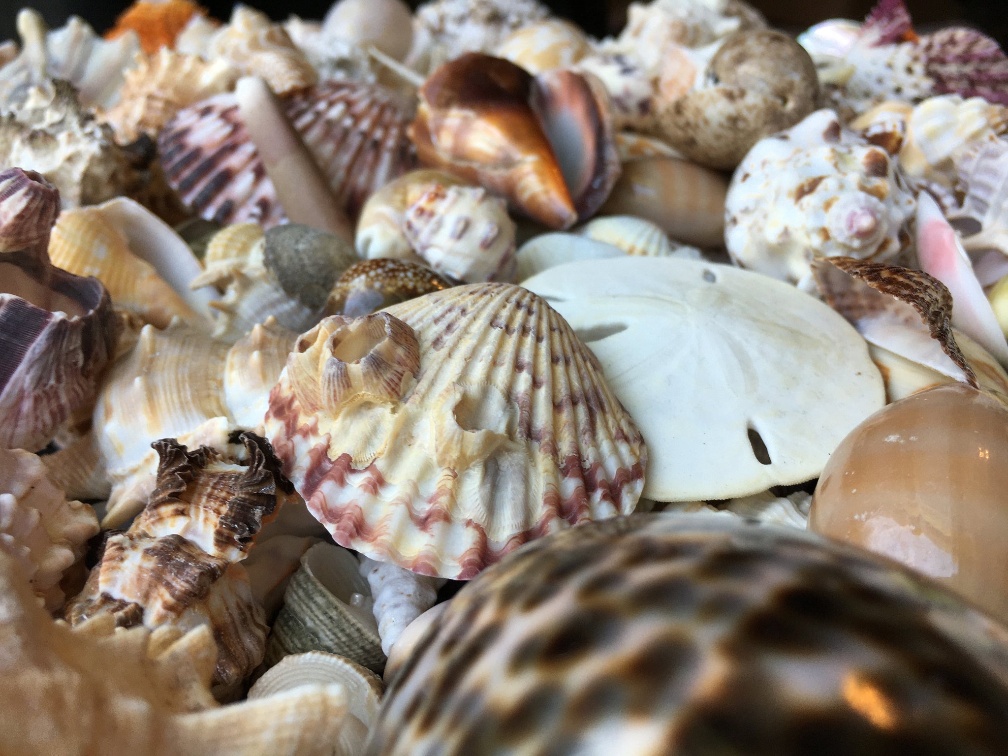 White Decorative Sea Shell Mix, 1 Pound