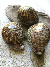 Load image into Gallery viewer, XL Tiger Cowrie Seashells  (Cypraea Tigris) Wedding Decor-Seashells-Seashells for Crafting-Nautical Decor-Beach Decor- FREE SHIPPING!
