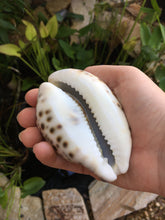 Load image into Gallery viewer, XL Tiger Cowrie Seashells  (Cypraea Tigris) Wedding Decor-Seashells-Seashells for Crafting-Nautical Decor-Beach Decor- FREE SHIPPING!
