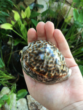 Load image into Gallery viewer, XL Tiger Cowrie Seashells  (Cypraea Tigris) Wedding Decor-Seashells-Seashells for Crafting-Nautical Decor-Beach Decor- FREE SHIPPING!
