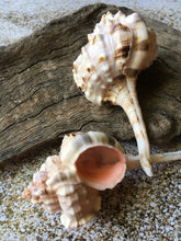 Load image into Gallery viewer, Snipe&#39;s Bill Murex 3 Pieces 2.5&quot;-3&quot; (Murex Haustellum) - Wedding decor - Seashells - Seashells Crafting - Seashells Bulk - Nautical - Beach!
