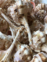 Load image into Gallery viewer, Snipe&#39;s Bill Murex 3 Pieces 2.5&quot;-3&quot; (Murex Haustellum) - Wedding decor - Seashells - Seashells Crafting - Seashells Bulk - Nautical - Beach!
