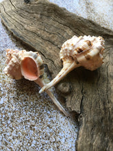 Load image into Gallery viewer, Snipe&#39;s Bill Murex 3 Pieces 2.5&quot;-3&quot; (Murex Haustellum) - Wedding decor - Seashells - Seashells Crafting - Seashells Bulk - Nautical - Beach!
