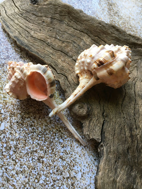 Assorted Sea Shell Mix, Beach Wedding Decor, Sea Shells Bulk, Assorted –  Florida Shells And More