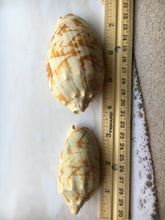 Load image into Gallery viewer, Bat Volutes Shells 2&quot;-3.5&quot; - Cymbiola Vespertilio - Collectors Shell - Great for Jewelry - Crafting - Wedding Decor - FREE SHIPPING!!

