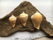 Load image into Gallery viewer, Dog Conch 1.5&quot;-2&quot; 1 Piece - Beach Wedding Decor - Seashells - Conch - Crafts - Collector - Home Decor - Craft Supplies - FREE SHIPPING!
