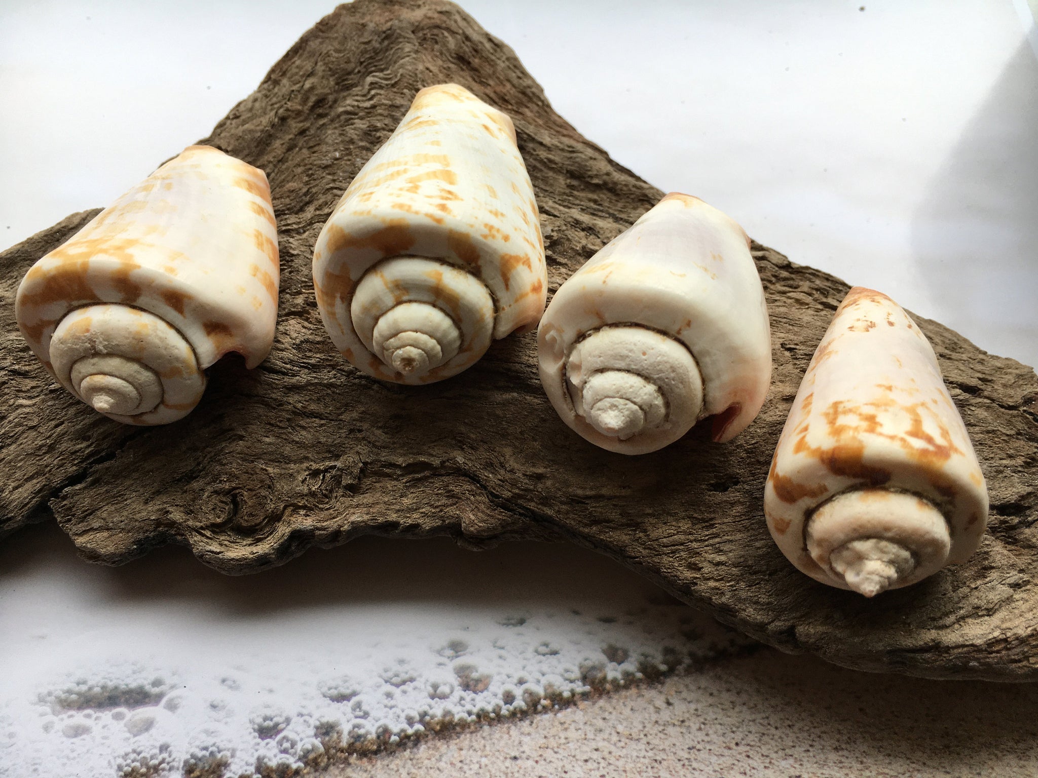 Strombo Shell Strawberry Strombus (5 Shells) 2