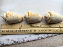 Load image into Gallery viewer, Strawberry Strombus (5 Shells) 2&quot; - 3&quot; - Beach Wedding Decor - Seashells - Conch - Crafts - Collector - FREE SHIPPING

