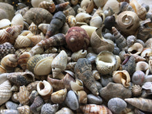 Load image into Gallery viewer, Shell Mix-1/4&quot;-1&quot; Tiny/Small Shell Mix-Craft Seashells-Small Seashells-Beach Wedding Decor-Seashells Supplies-Tiny Seashells-FREE SHIPPING!
