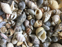 Load image into Gallery viewer, Shell Mix-1/4&quot;-1&quot; Tiny/Small Shell Mix-Craft Seashells-Small Seashells-Beach Wedding Decor-Seashells Supplies-Tiny Seashells-FREE SHIPPING!
