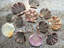 Load image into Gallery viewer, Baby Flat Scallop Shell-Bulk - Seashell Supplies - Scallop Shells for Crafts - Flat Scallop - Pectin Shells - Wedding Decor - FREE SHIPPING!
