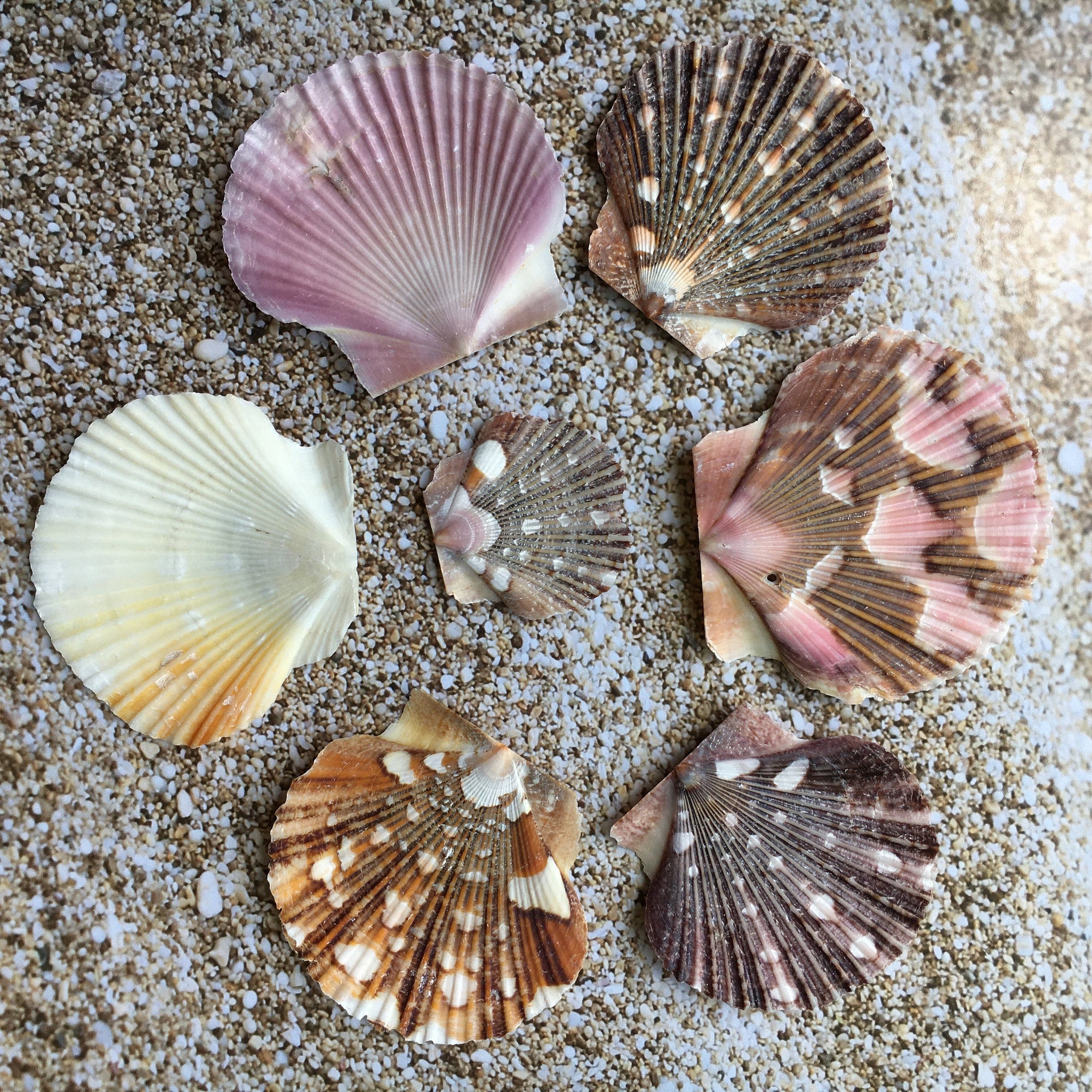 Baby Flat Scallop Shell-Bulk - Seashell Supplies - Scallop Shells for –  Florida Shells And More