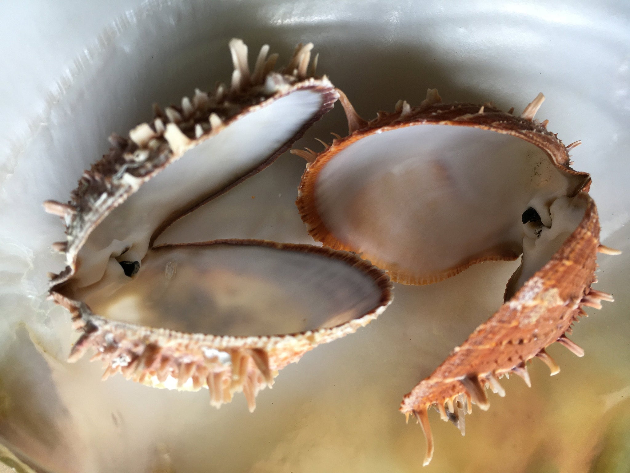 Spiny Oyster Pair assorted types 3