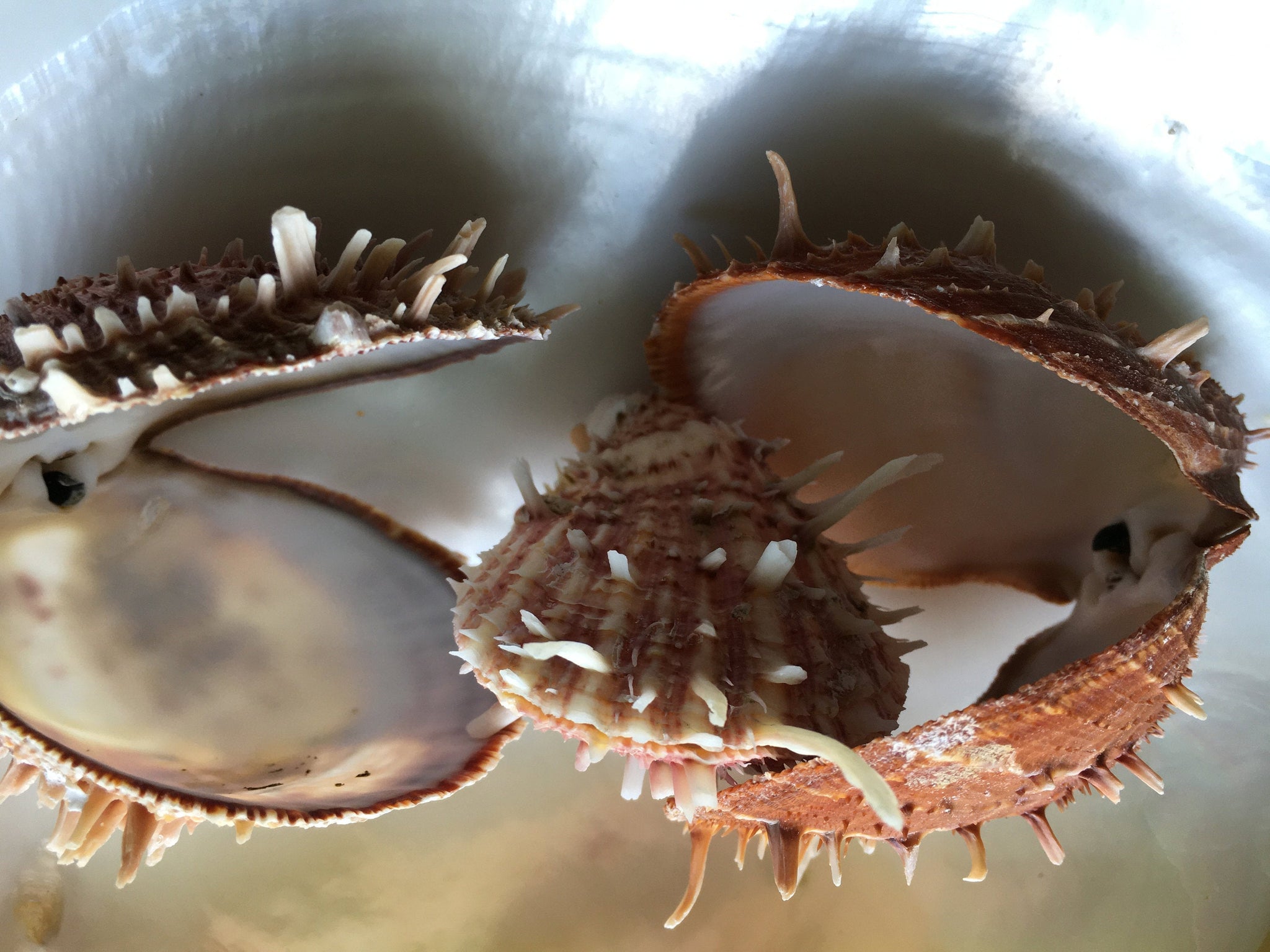 Spiny Oyster Pair assorted types 3
