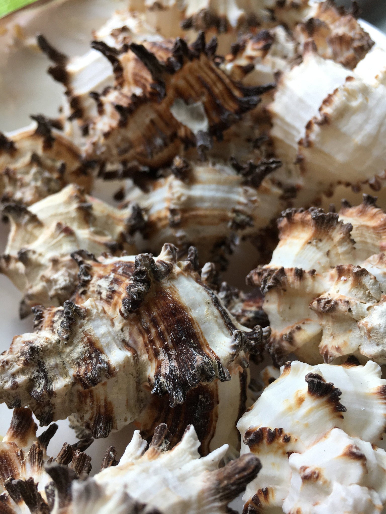 Murex Endiva Long Spine Shell - Seashell - Murex - Sea Shell Crafting ...