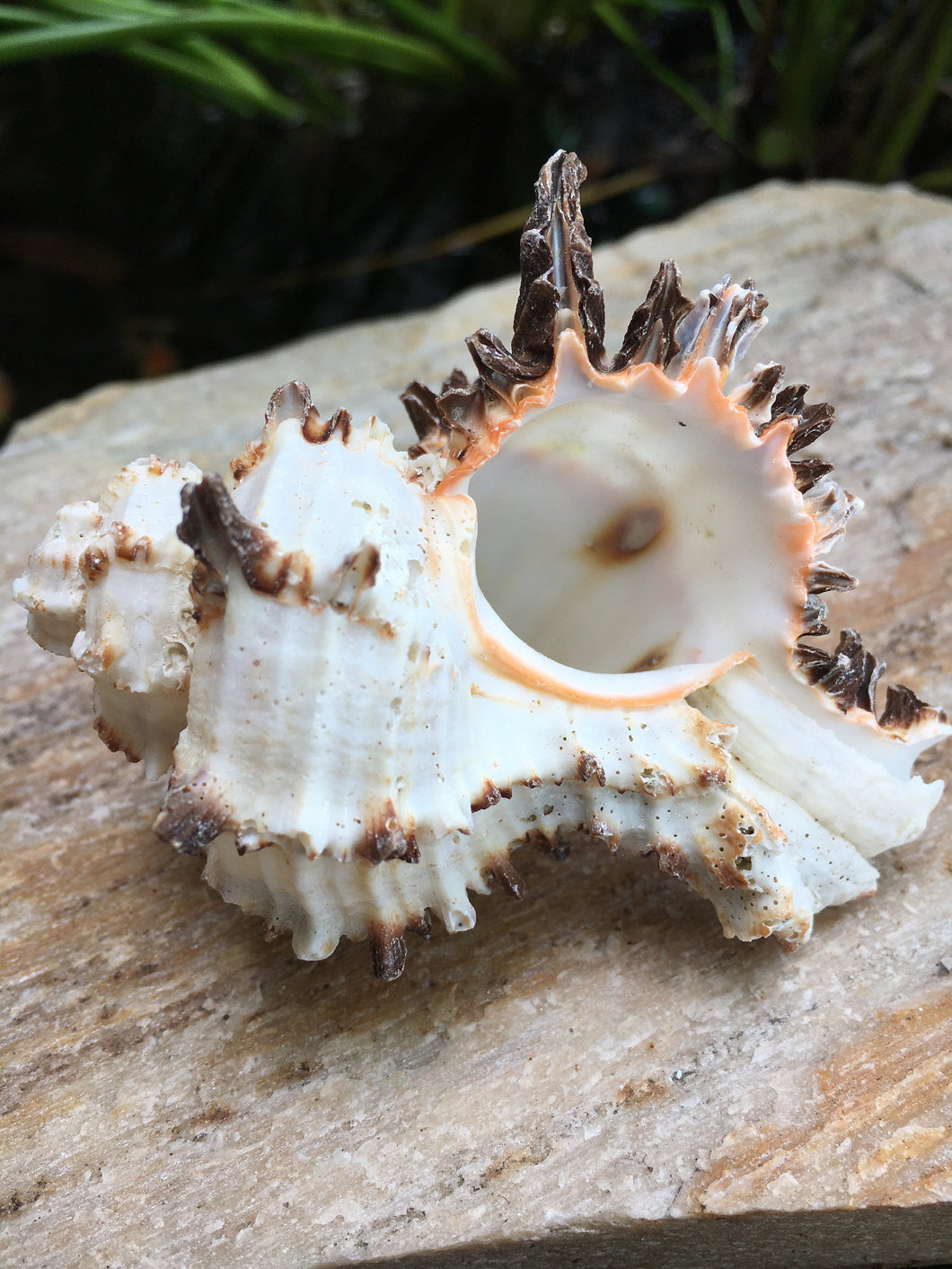 Murex Endiva Long Spine Shell - Seashell - Murex - Sea Shell Crafting - Beach Wedding Decor - Large Shell - Collector Shells - FREE SHIPPING