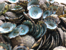 Load image into Gallery viewer, Green Limpet Seashells 0.50-1.25&quot;- Green Limpet Bulk-Craft Seashells-Beach Decor Seashells-Small Seashells-Crafting Supplies-FREE SHIPPING!
