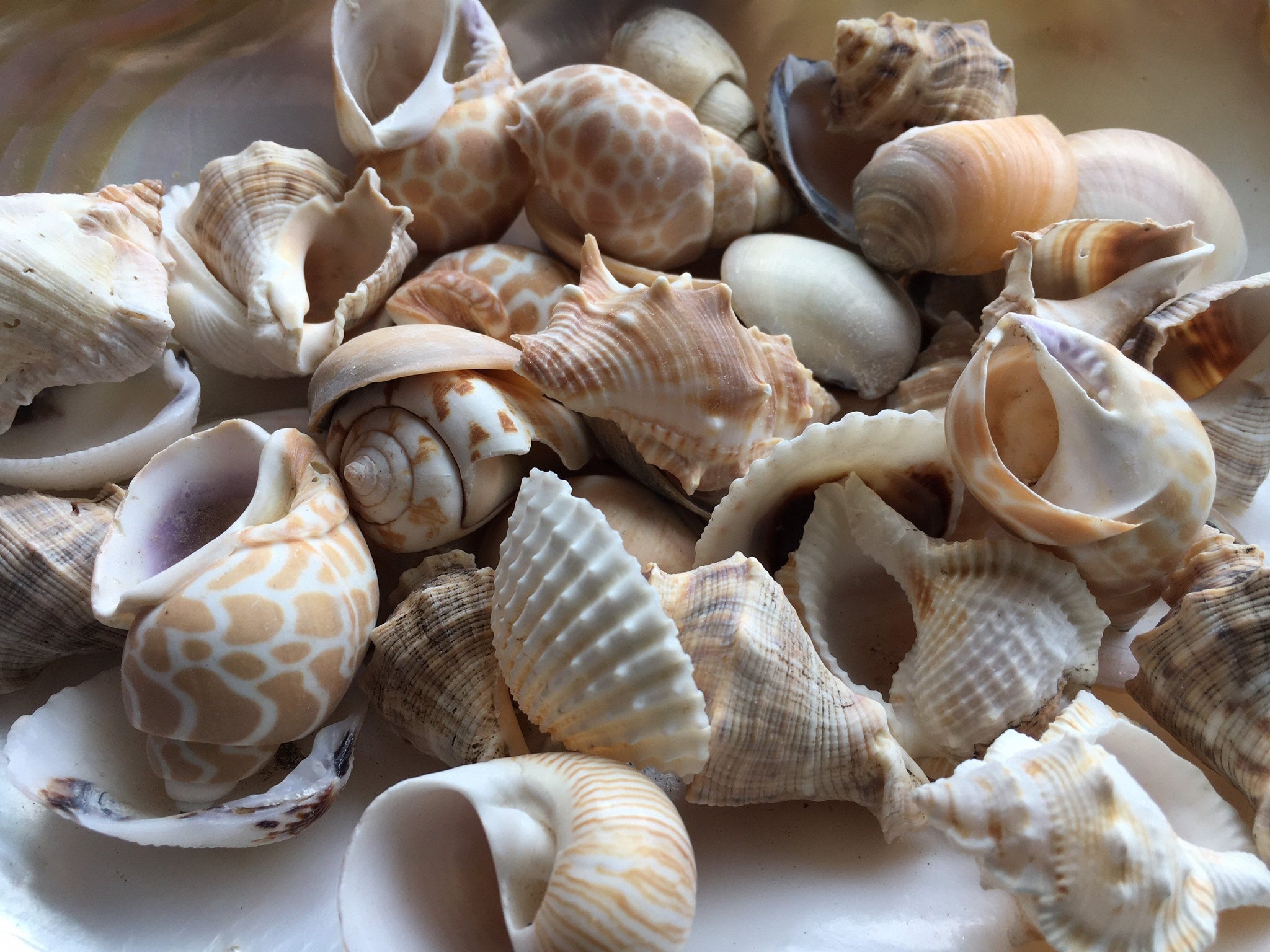 Assorted Sea Shells Natural Beach / Seashells Mixed Craft Decoration  Aquarium