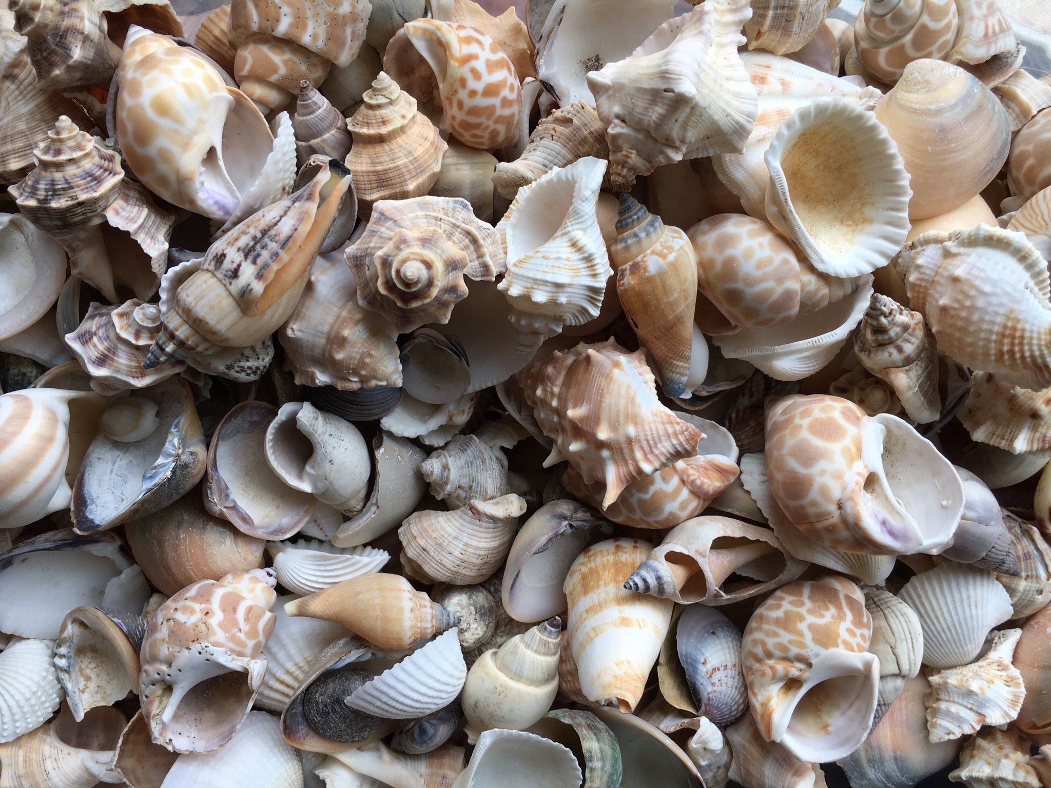 25 Mixed Florida Sea Shells Beach Crafting Seashells Coral Large Decorative