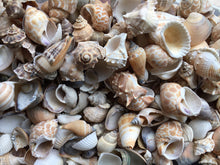 Load image into Gallery viewer, Assorted Sea Shell Mix, Beach Wedding Decor, Sea Shells Bulk, Assorted Seashell, Seashells For Crafts, Natural Seashells, FREE SHIPPING!
