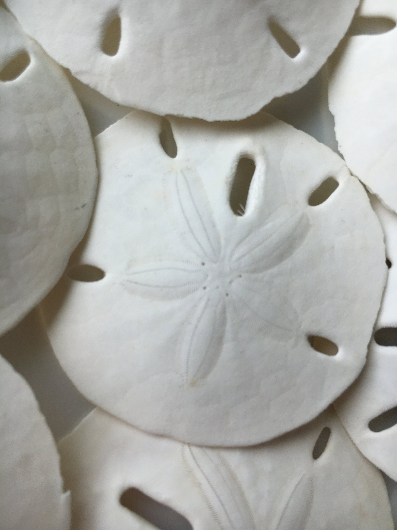 Tumbler Home White Sand Dollars 2 to 2.25 Set of 24 - Wedding Seashell Craft Sand Dollars- Hand Picked and Professionally Packed