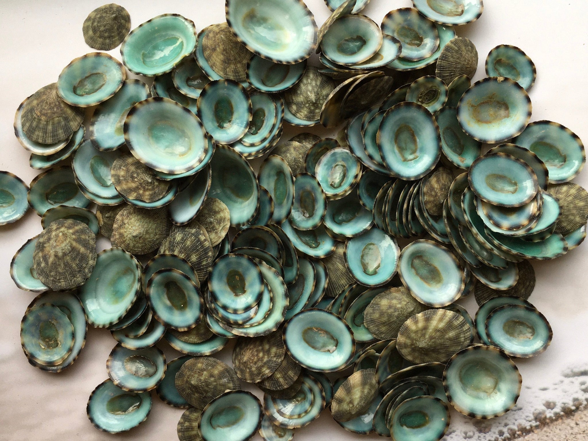 Green Limpet Seashells 0.50-1.25- Green Limpet Bulk-Craft