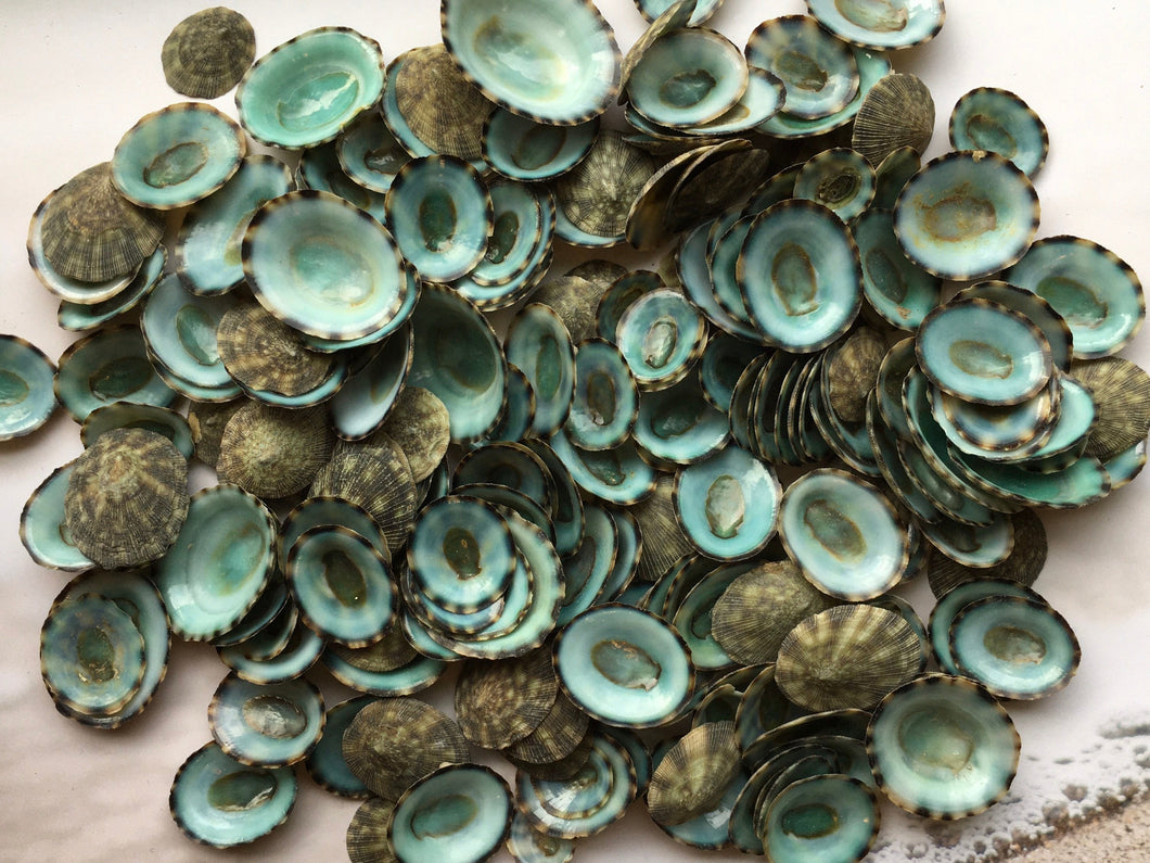 Green Limpet Seashells 0.50-1.25