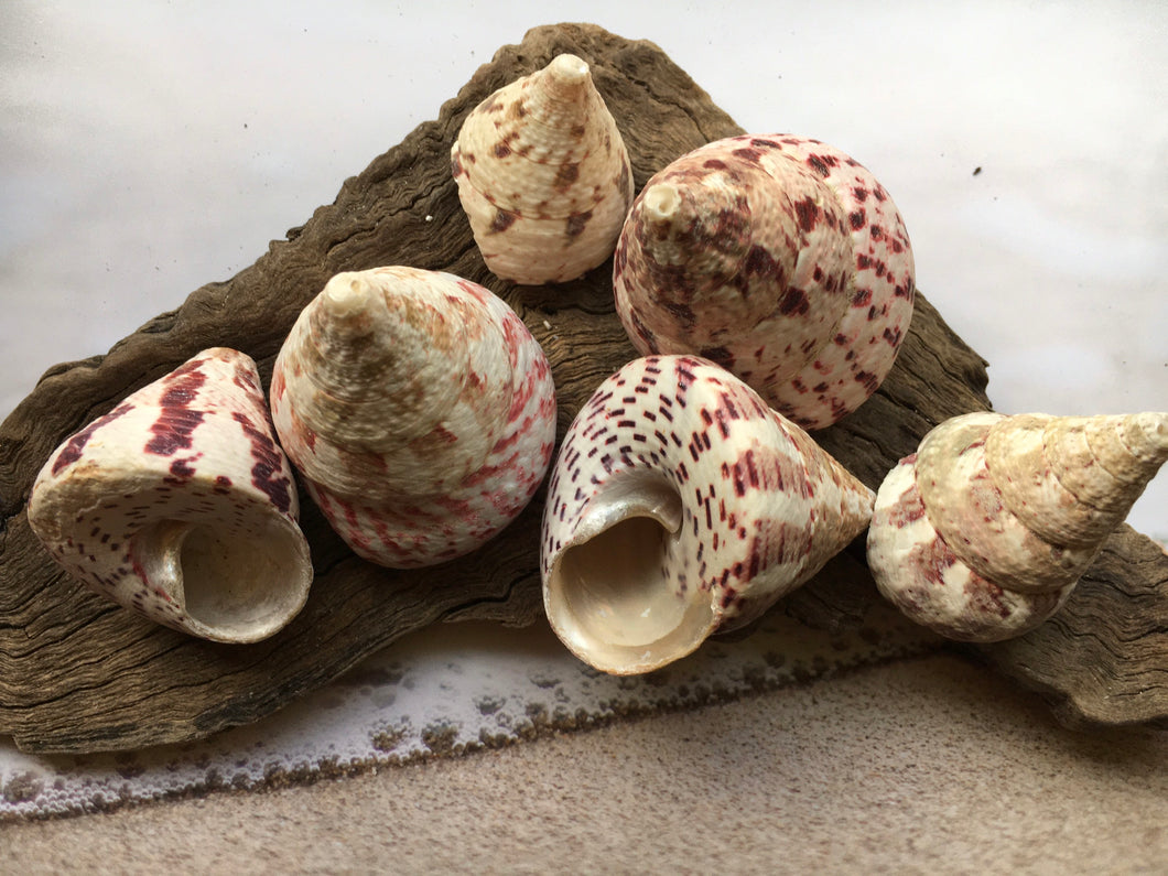 Strawberry Trochus Polished Shells-Wedding-Beach Decor-Pink Sea Shells-Sea Shells Bulk-Beach Decor-Crafting Shells-FREE SHIPPING!