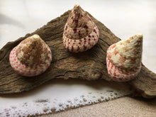 Load image into Gallery viewer, Strawberry Trochus Polished Shells-Wedding-Beach Decor-Pink Sea Shells-Sea Shells Bulk-Beach Decor-Crafting Shells-FREE SHIPPING!
