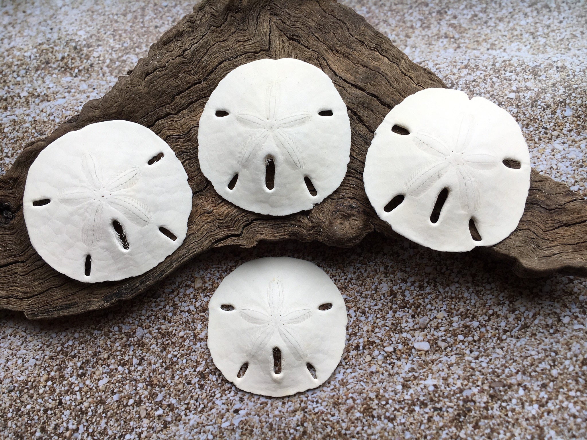 Tumbler Home White Sand Dollars 2 to 2.25 Set of 12 - Wedding Seashell  Craft Sand Dollars- Hand Picked and Professionally Packed